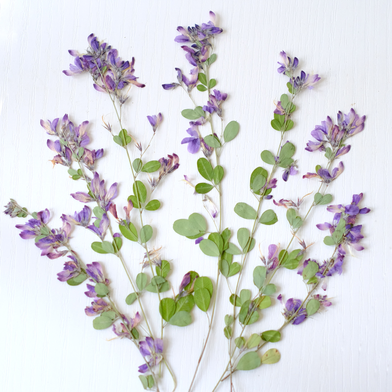 Dried Flower Bookmark - 6 stuks, natuurlijke Lespedeza Formosa gedroogde
