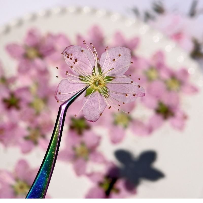 3-4cm./6 stuks, Roze Perzikblo - Dried Flower Bookmark recensie en prijs
