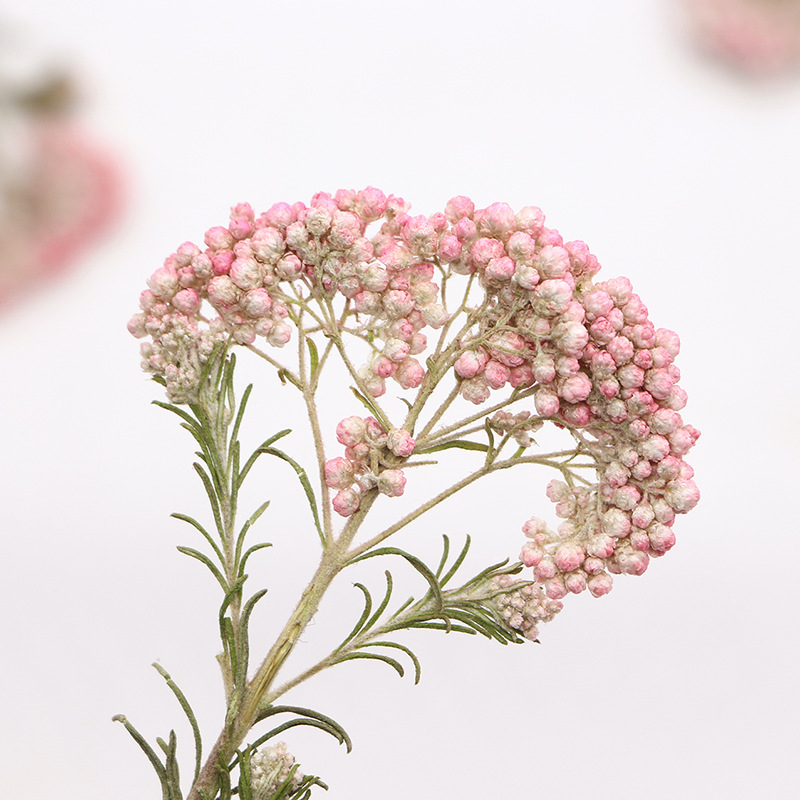 12 stuks, natuurlijke gierstbl - Dried Flower Bookmark recensie en prijs