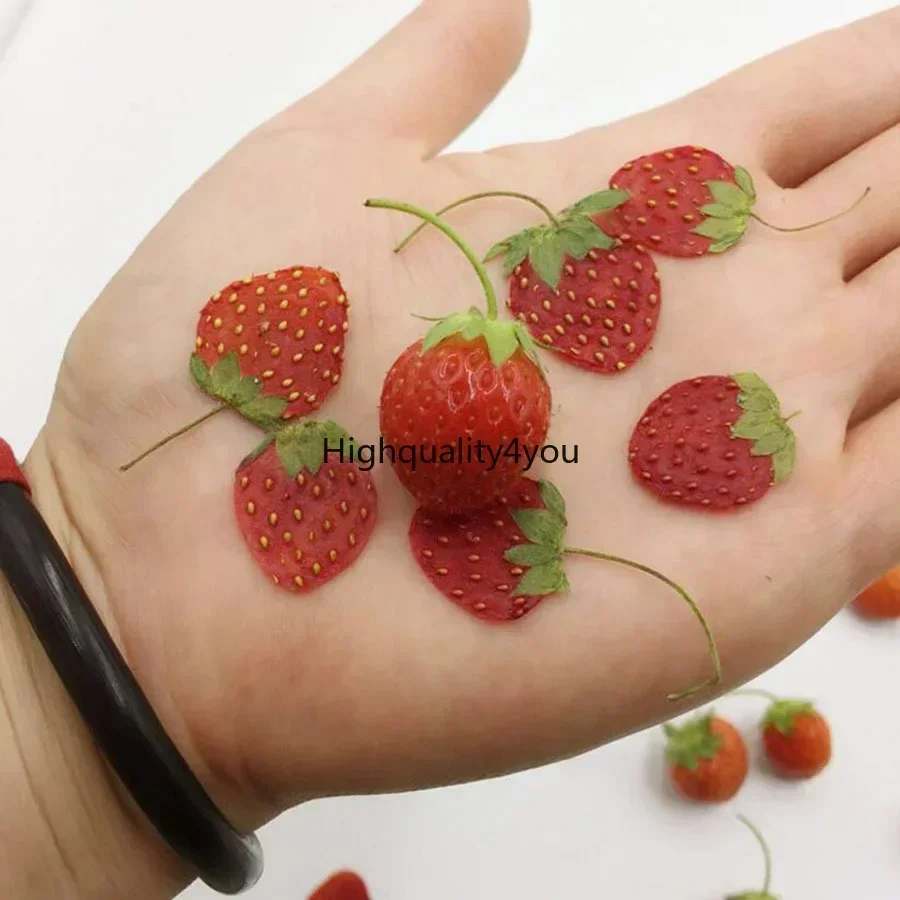 10 stks Gedroogde Geperst Mini - Dried Flower Bookmark recensie en prijs